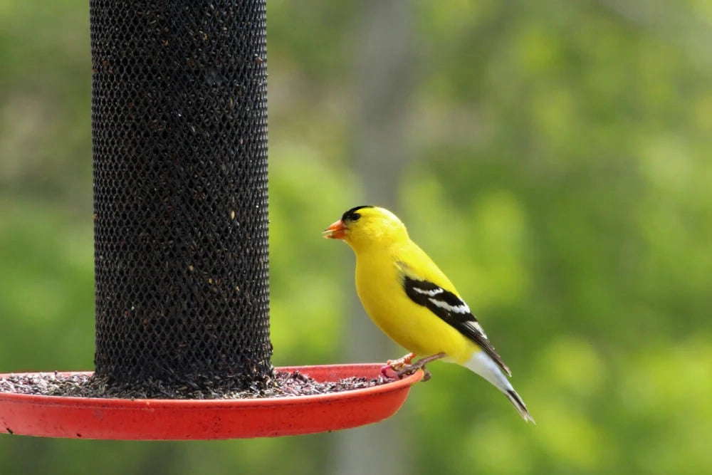 The Benefits of Bird Feeding